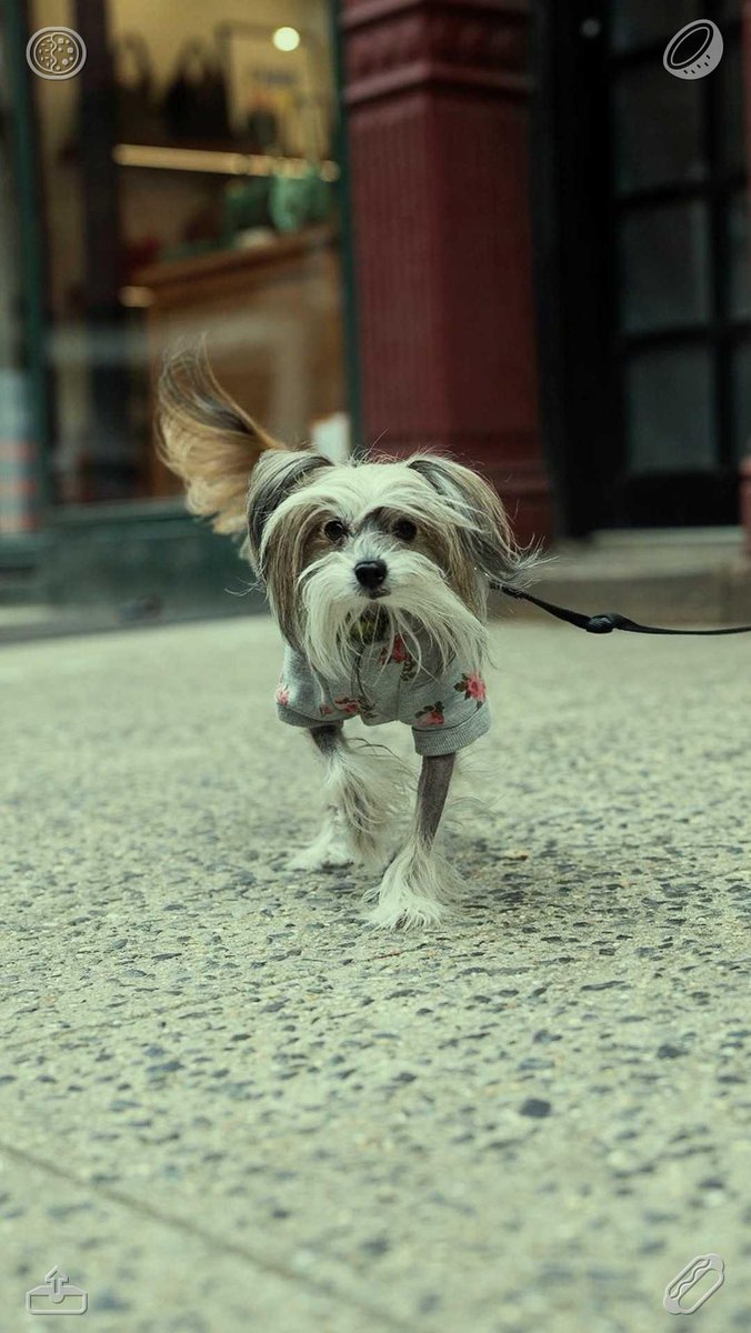 mtfahning's tweet photo. Taking the Dog for a Stroll: The canine is full of happiness. A Winter Family Outing: The loved ones are in high spirits. https://t.co/pIpDISkFWz