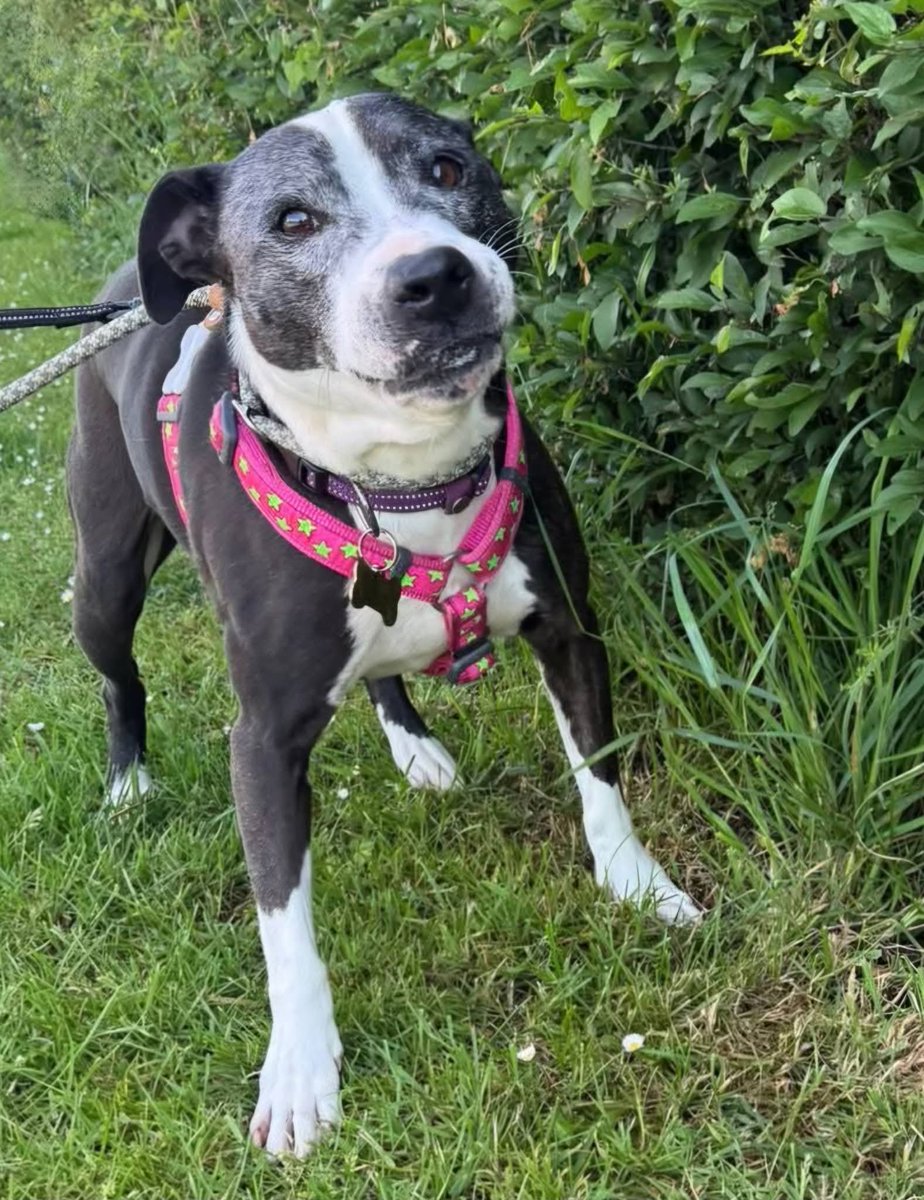 SeniorStaffy's tweet photo. An exciting introduction for you today 😍😍

A new and very delightful girlie named Daisy has joined the SSC Dogs 💖

Daisy is 9 yrs old &amp; sadly came to SSC due to not getting on with the resident dog in the house 😞

So far we have learnt Daisy is very affectionate &amp; clever ❤️🤗 https://t.co/5AXmBOKbja