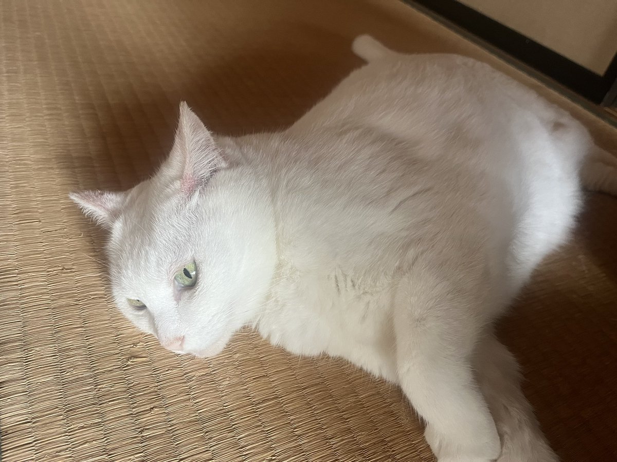 Coco___5509's tweet photo. 癒し https://t.co/ZBvx6Q9EZU