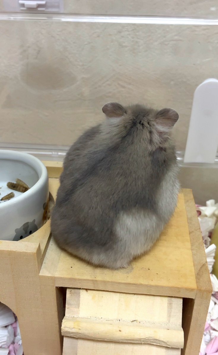 大将ときなこ tweet media