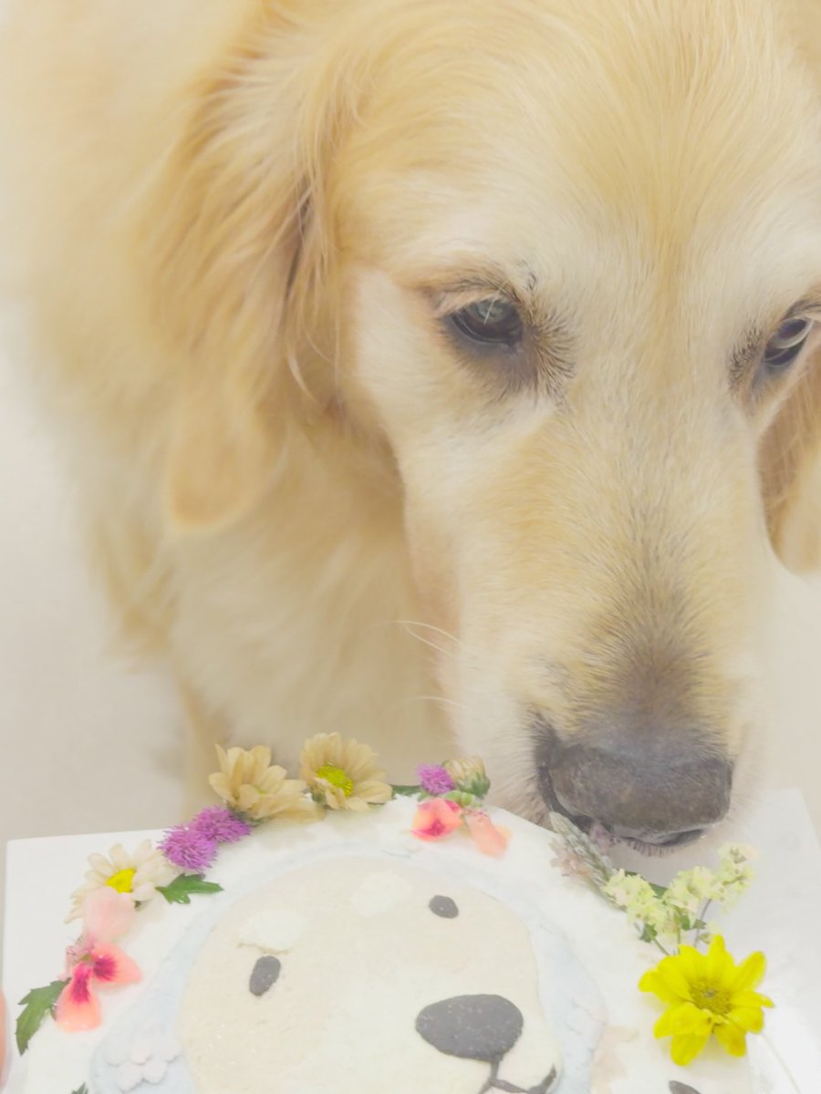 HappyJS_JP's tweet photo. 今年もジョンシンの愛息子シンバのお誕生日を祝い、皆さまからメッセージを募集します🐾

参加ご希望、お祝いメッセージはLINEまで

たくさんのご参加お待ちしてます ·͜·♡

#CNBLUE #씨엔블루 #이정신  
#ジョンシン #LeeJungshin 
#HappySimbaDay12

🐾メッセージ受付締切  6/3(水) https://t.co/KIjX6u9SQ6