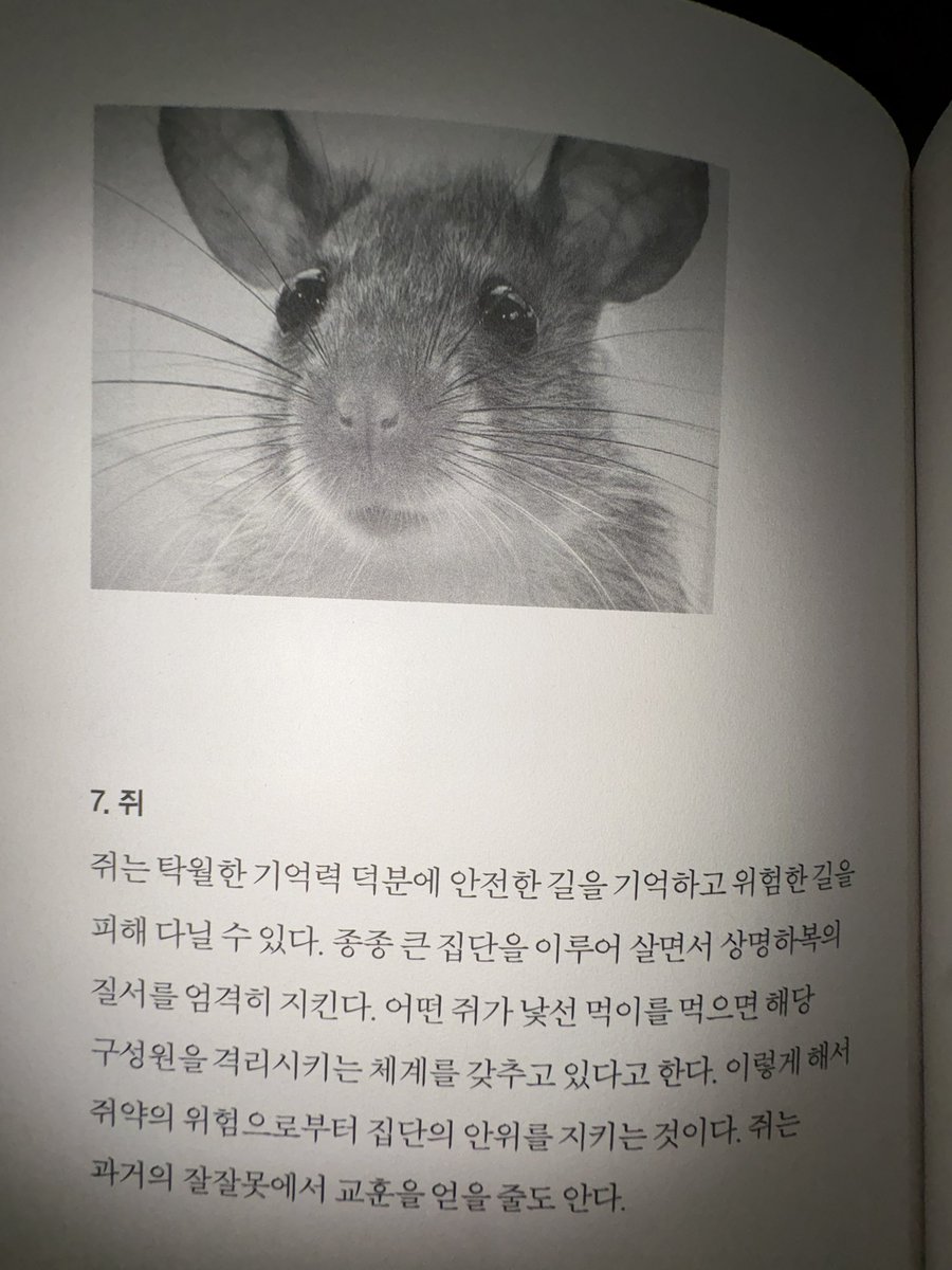 tootsietooth's tweet photo. 쥐는 과거의 잘잘못에서 교훈을 얻을줄도 안다 https://t.co/20kUGbvpbT