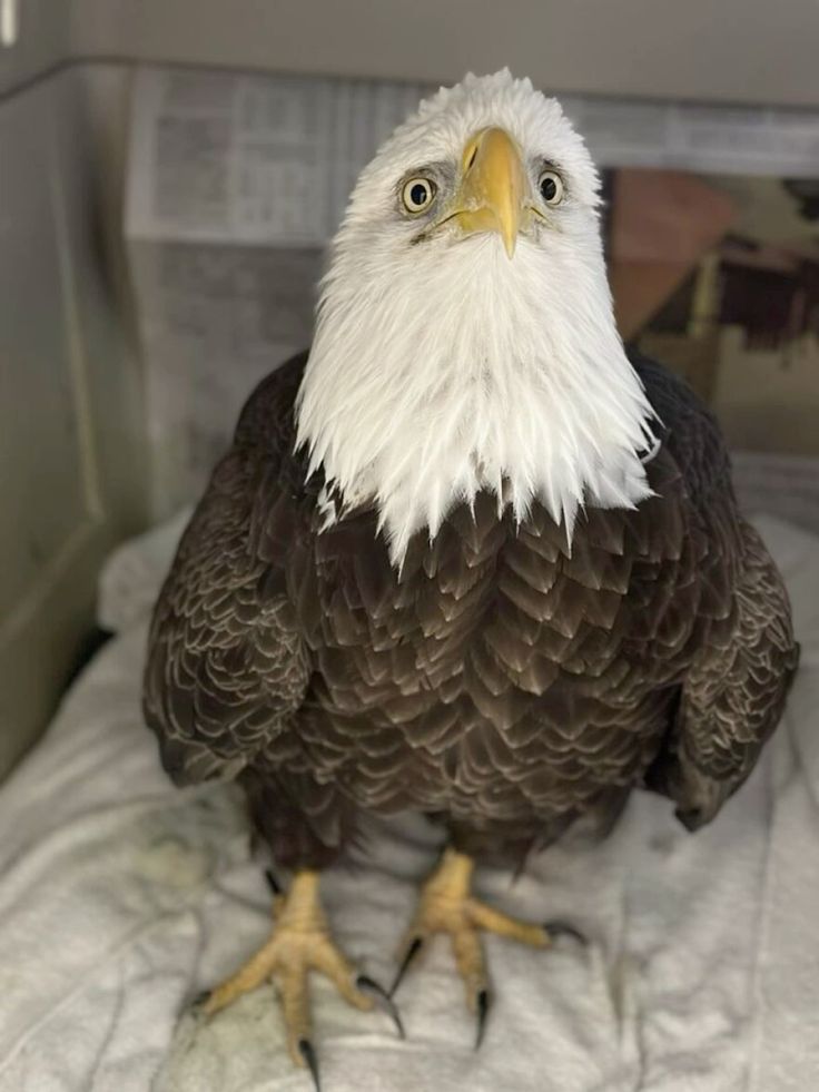 Eagle tweet media