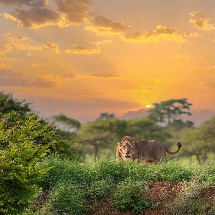 IndiaParadize's tweet photo. Where the forest breathes in silence and the king still walks free 🦁🌿✨
Gir Wildlife Sanctuary — the last wild home of the Asiatic lion, raw and untamed 🌳

#GirWildlifeSanctuary #GirForest #GujaratTourism #IncredibleIndia #WildIndia #SafariVibes #NatureLovers #Wanderlust https://t.co/UgZJy1t8un
