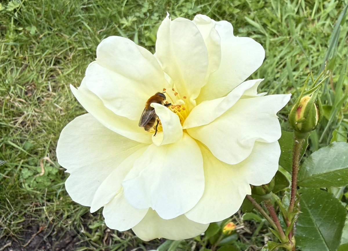 TheresaPengelly's tweet photo. Good Morning and Happy #Rosewednesday . Photo from #mygarden yesterday afternoon https://t.co/63WKOiEtDP