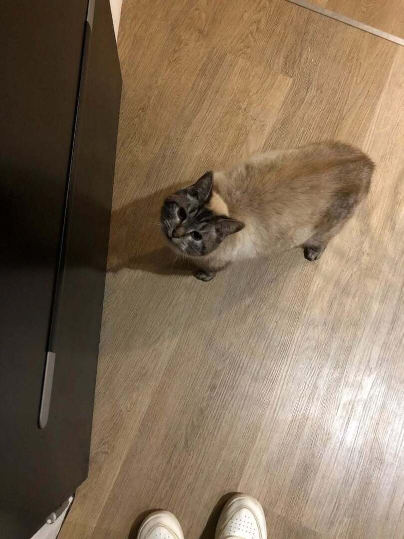 vigipets's tweet photo. 🟠 🐱 Chat perdu le 23/05/2026 à Pordic (22590).
Race : Siamois / Âge : 15 an(s)
Tya nommé nénette / Femelle / Identifié(e) : Non

☎️ 0660801297
📧 cindy.lebastard@yahoo.fr

#chatperdu #chattrouve #chat #perdu #trouve https://t.co/3WF3J9uLaC