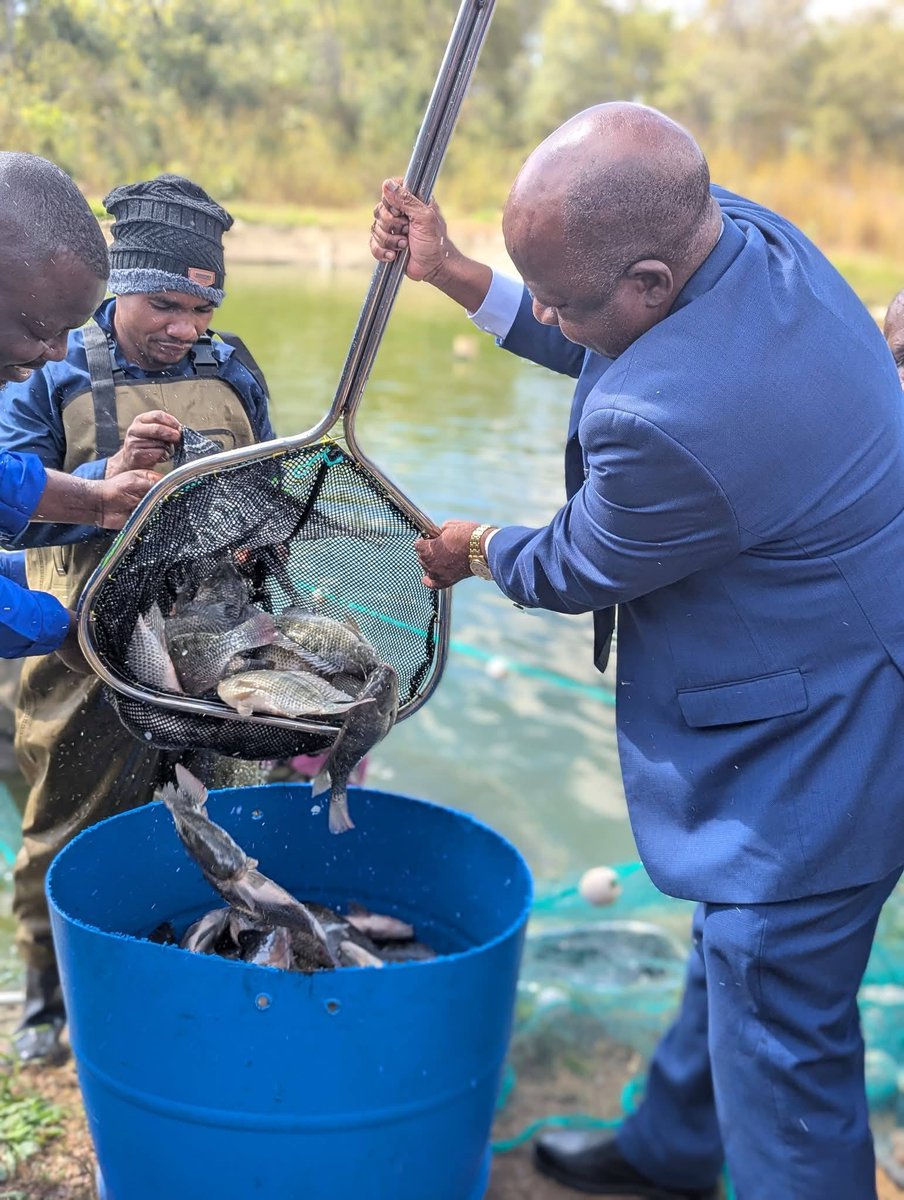 MHopeMK's tweet photo. I love this! 🙌👏🇿🇲  

Mulungushi in first ever fish harvest at their university ponds. They have harvested 7 tonnes of Tilapia from 21,000 fingerlings. This project gave students practical training in fish farming. https://t.co/CpAVXbimxx