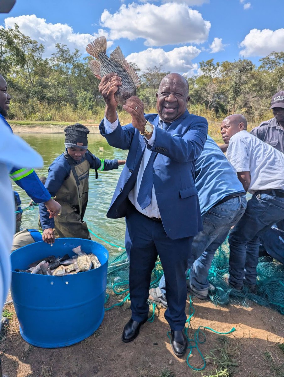 MHopeMK's tweet photo. I love this! 🙌👏🇿🇲  

Mulungushi in first ever fish harvest at their university ponds. They have harvested 7 tonnes of Tilapia from 21,000 fingerlings. This project gave students practical training in fish farming. https://t.co/CpAVXbimxx