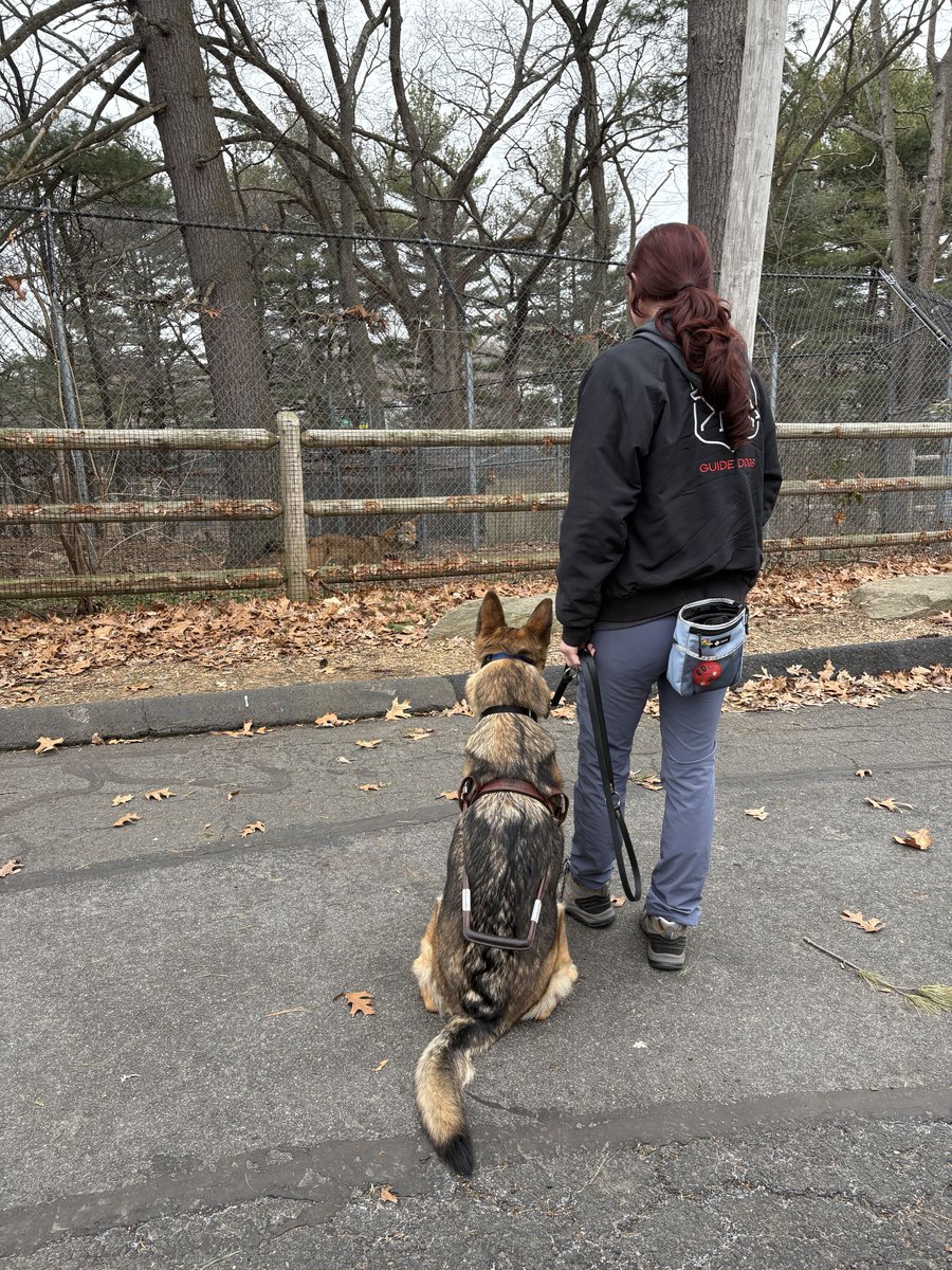 fidelco's tweet photo. A huge thank you to Beardsley Zoo for partnering with us and welcoming our dogs in training!

While service dogs are not currently permitted in all areas shown, the zoo has been exploring animal comfort levels as they consider expanding accessibility offerings in the future! https://t.co/U4l3N9B8xh