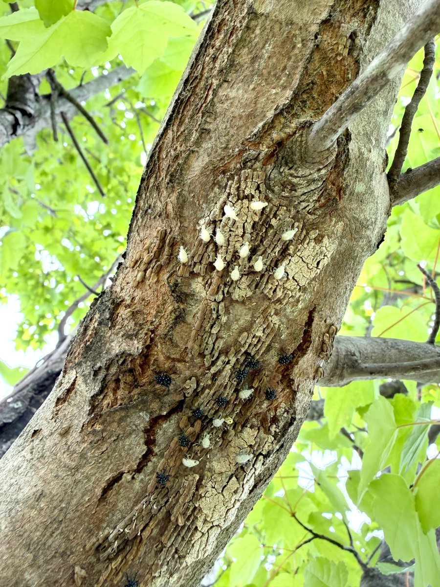 PAAgriculture's tweet photo. It’s that time of year! Spotted lanternfly nymphs have started hatching and although they’re tiny now, they can have a BIG impact later.

You know what to do – if you see them, squash them!

More info: https://t.co/SANu9raWSm https://t.co/OM9OkBu3H2