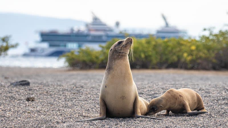 DandDTravel6404's tweet photo. 🌴🐢 Discover the wonders of the Galapagos with Celebrity Cruises! Experience unique wildlife, stunning landscapes, and unforgettable adventures. Book your Galapagos journey today!

#danddtravel #travelmore #travelfun #letsgetgoing https://t.co/7O8YDOmcAp