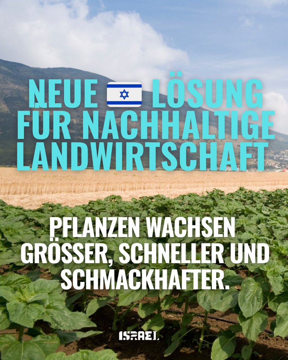 IsraelinAustria's tweet photo. 🇮🇱 Eine israelische Pilzentdeckung könnte die Landwirtschaft revolutionieren

Wissenschaftler der Hebrew University haben eine natürliche, auf Pilzen basierende Methode entdeckt, die dazu beiträgt, dass Nutzpflanzen größer, schneller und schmackhafter wachsen. Tomaten wurden um 60 % schwerer und Melonen trugen fünfmal mehr Früchte – ganz ohne chemische Düngemittel oder Pestizide 🍅

https://t.co/FvkUVpXMYQ