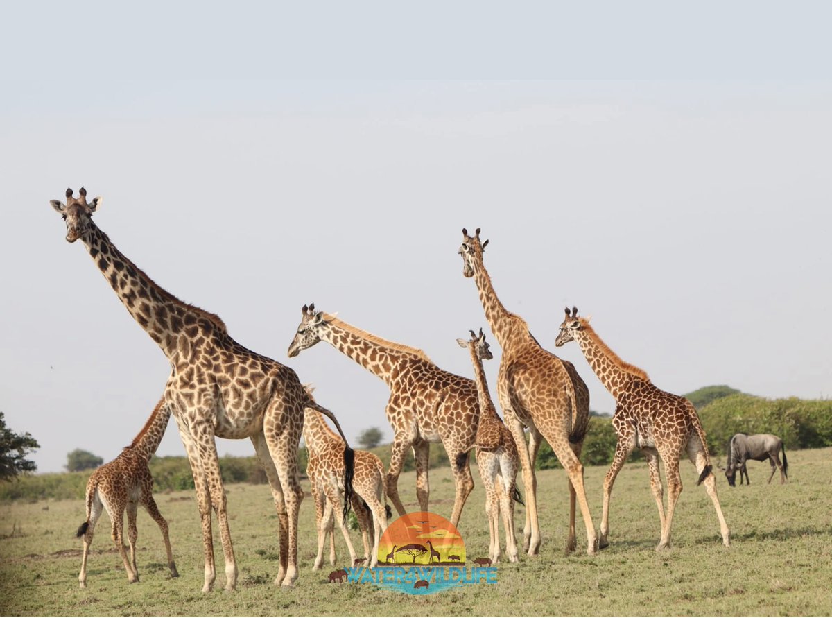 Water4WildOrg's tweet photo. Did you know giraffes can survive for days without drinking water because they get most of their hydration from leaves? 🦒 This unique adaptation helps them thrive even in dry seasons. https://t.co/2XEDqaa8VY