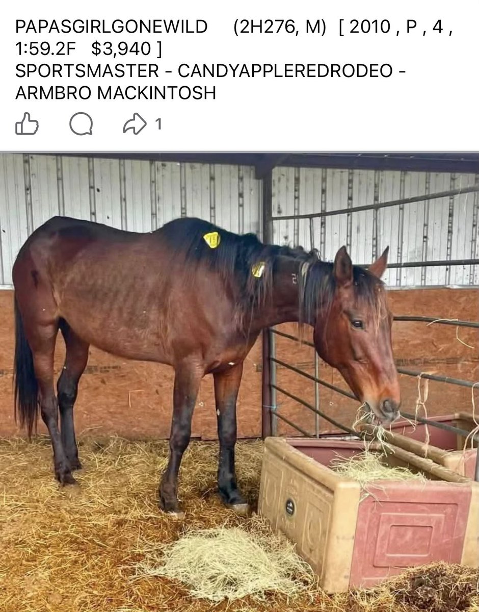 Standardbred Retirement Foundation tweet media