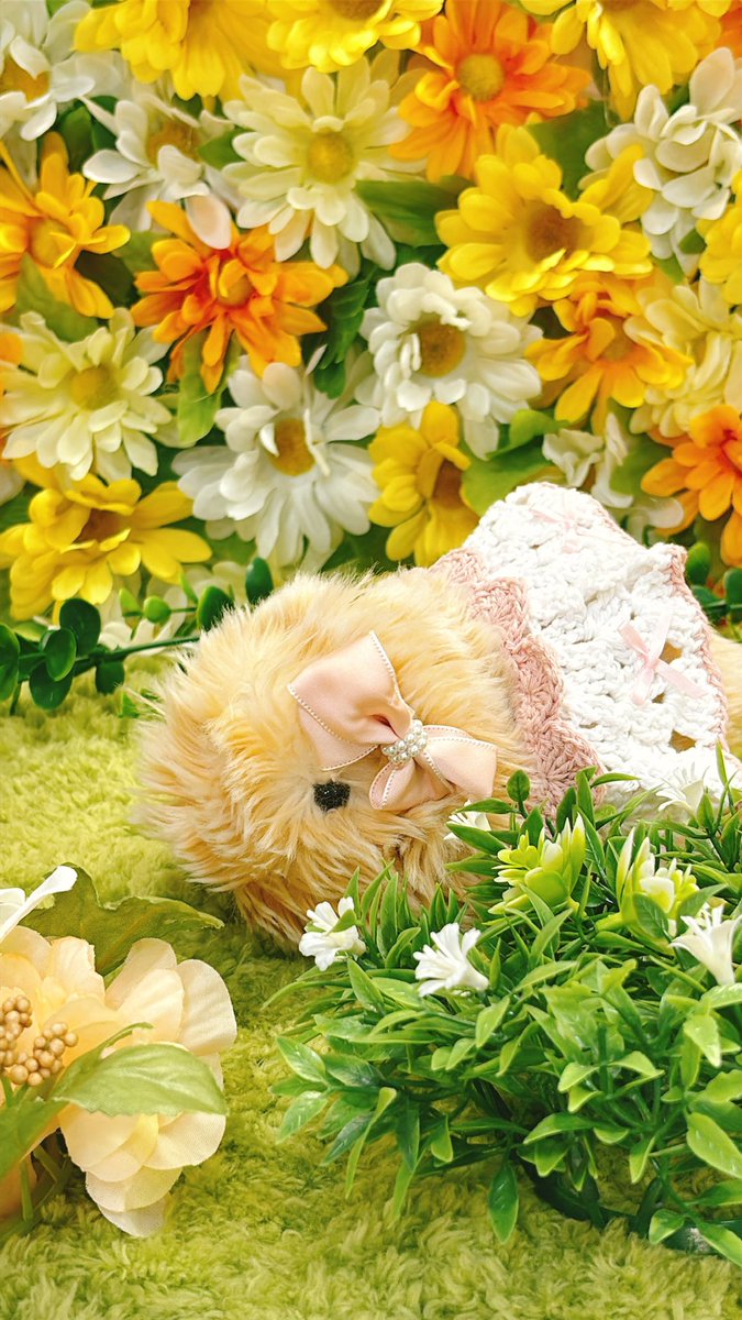 もっぷぅ🐰の飼い主✨ tweet media