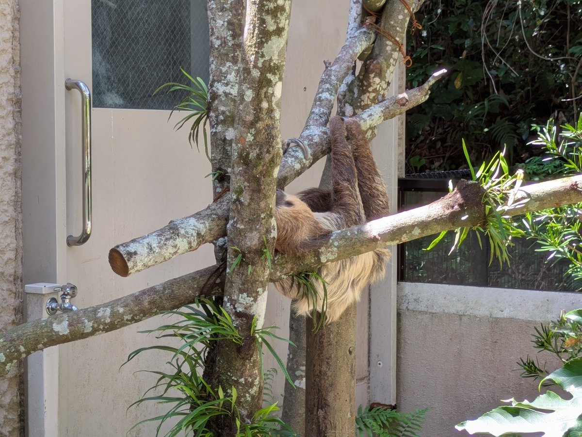 nezoolog's tweet photo. (shorts)『木を枕にするナマケモノ』
https://t.co/FDLtIokFsI
……………………………………………………… 
#平川動物公園 #動物園 #zoo 
#shorts https://t.co/UuL9I8pmFI