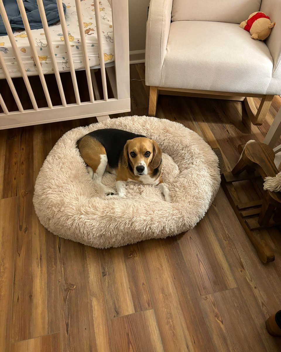 Beagle Facts tweet media
