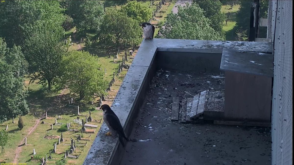 FaBPeregrines's tweet photo. I haven't been able to find ZNT this morning. And I've looked in a lot of places. I'm going to keep on looking but you can help if you are at the hospital by looking at the lower roofs and on the balconies  around the building. https://t.co/uBiy8JLjKq