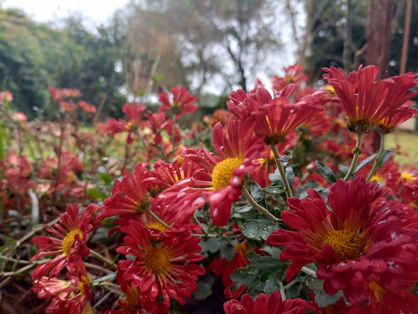 pjuliocesarsdb's tweet photo. ¡#BuenMiércoles! Muchos quieren las flores sin cuidar la planta. En tiempos de ansiedad se quiere lo resuelto sin el esfuerzo de su construcción. La fraternidad y paz social se construyen con la proximidad que se practica en el entorno cotidiano. ¡Fuerza! ¡#Bendiciones!
