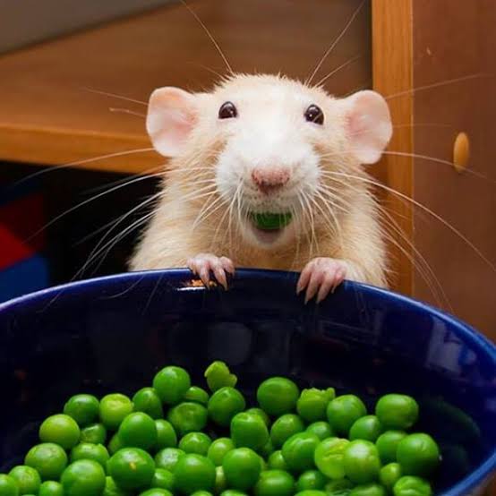 Rat tweet media