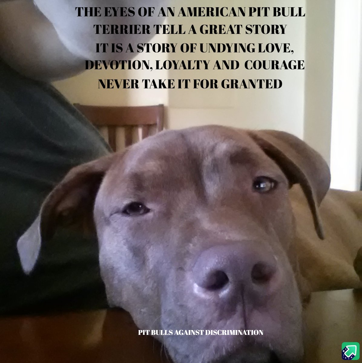 Pit Bulls Against Discrimination (@pitbullsad) / Posts / X