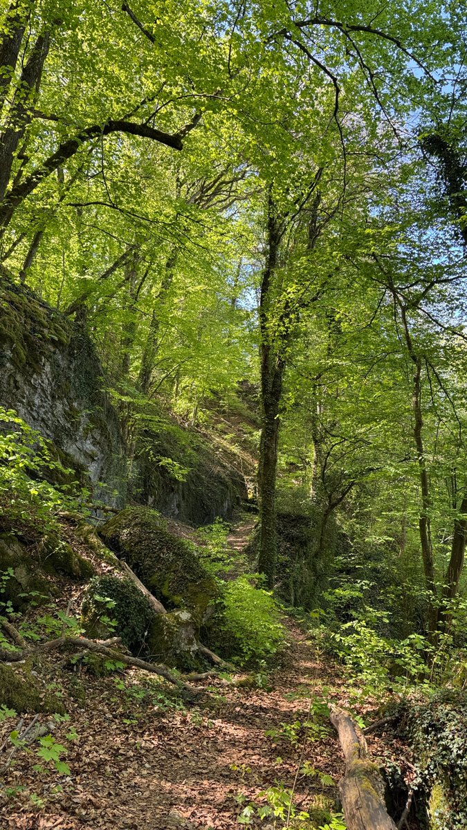 Hugh_Pope's tweet photo. One of the pleasant dilemmas on the 12th stage of my walk from Brussels to Luxembourg - to hike the slick trail conversion of an old railway line, or strike uphill on the longer earthen paths winding through the woods?

Link in thread for more ... https://t.co/L5PnAlAGc1
