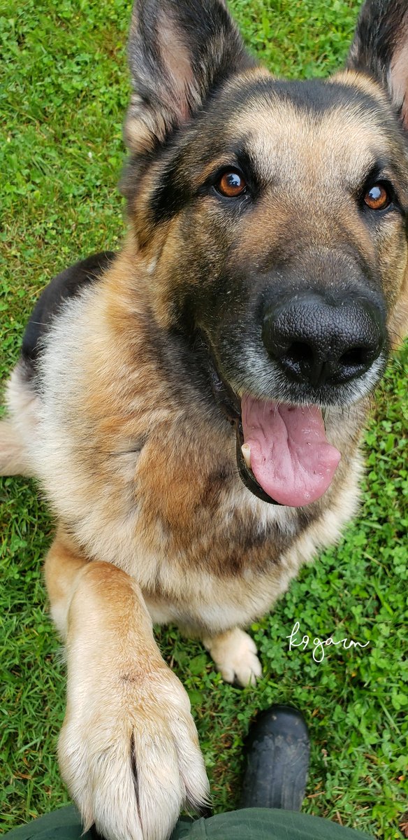 K9Garm tweet media