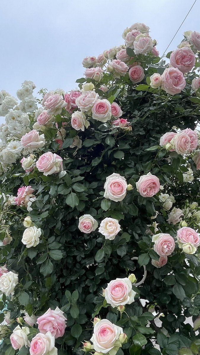 バラが満開🌹 白とピンクのグラデーションが綺麗です。