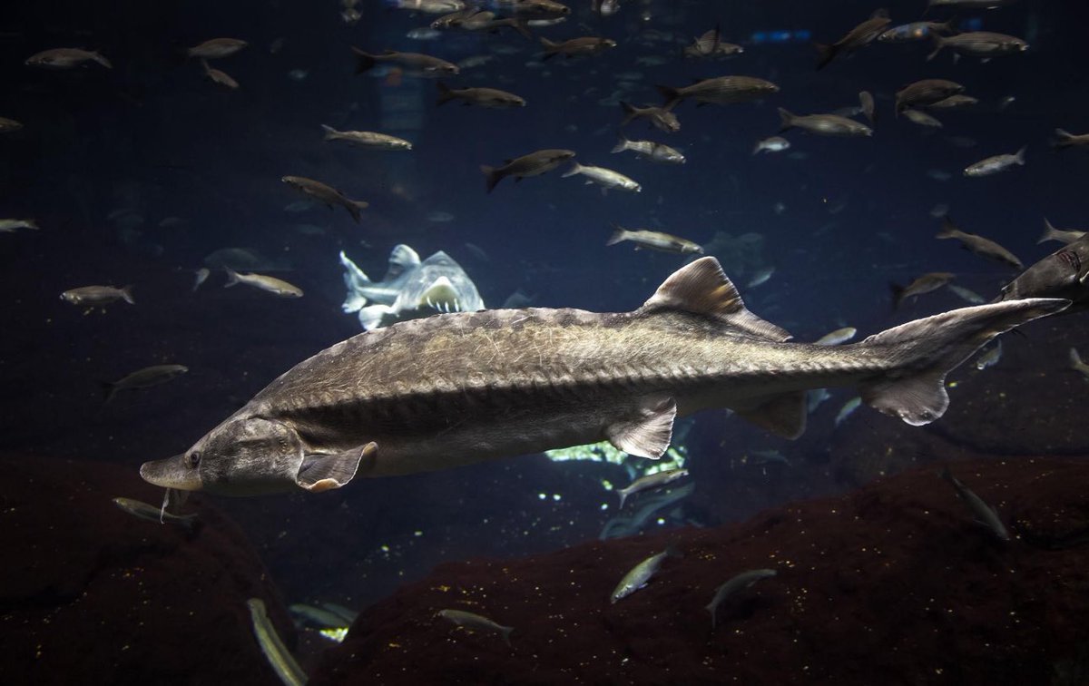 Sturnet_24's tweet photo. 🐟 Black Sea sturgeons remain critically endangered.

The fishing ban is an important step, but habitat loss, pollution, climate pressure, and illegal fishing continue to threaten their survival.

🔗 https://t.co/OWXXeLjT7N

#SturNet #BlackSea #Sturgeon https://t.co/GVdkVtLwrk