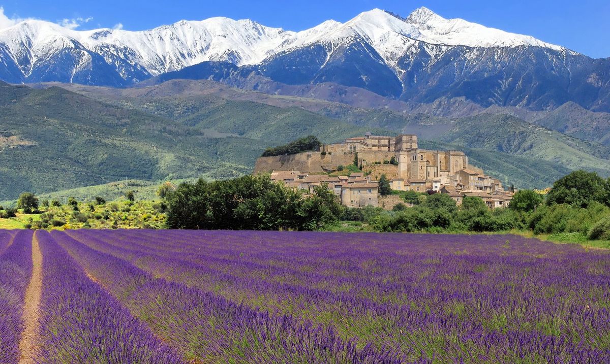 BoylanRoger's tweet photo. Lavender fields in Provence. https://t.co/53ZRJJfSnm