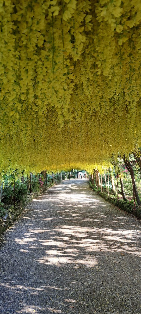KateJellicoe's tweet photo. Bodnant Gardens in the evening makes me so happy 🌺🌸🌷☀️ #bodnantgardens #laburnumarch #gardens #flowers https://t.co/OWHUjerKfU
