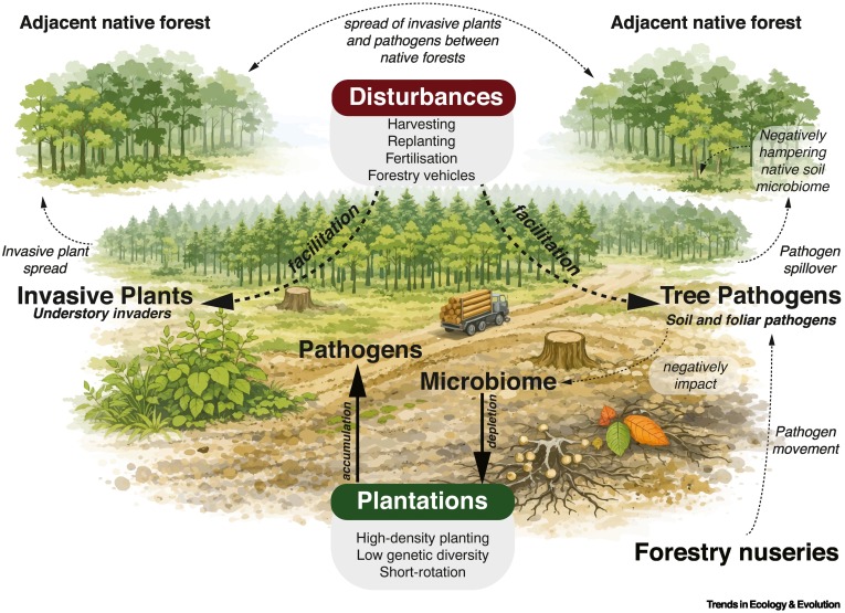 Trends_Ecol_Evo's tweet photo. Online now: Plantations are invasive pathogen bridgeheads—response to Li et al. https://t.co/CtLXxI1YWb https://t.co/FKUGxH0oUk