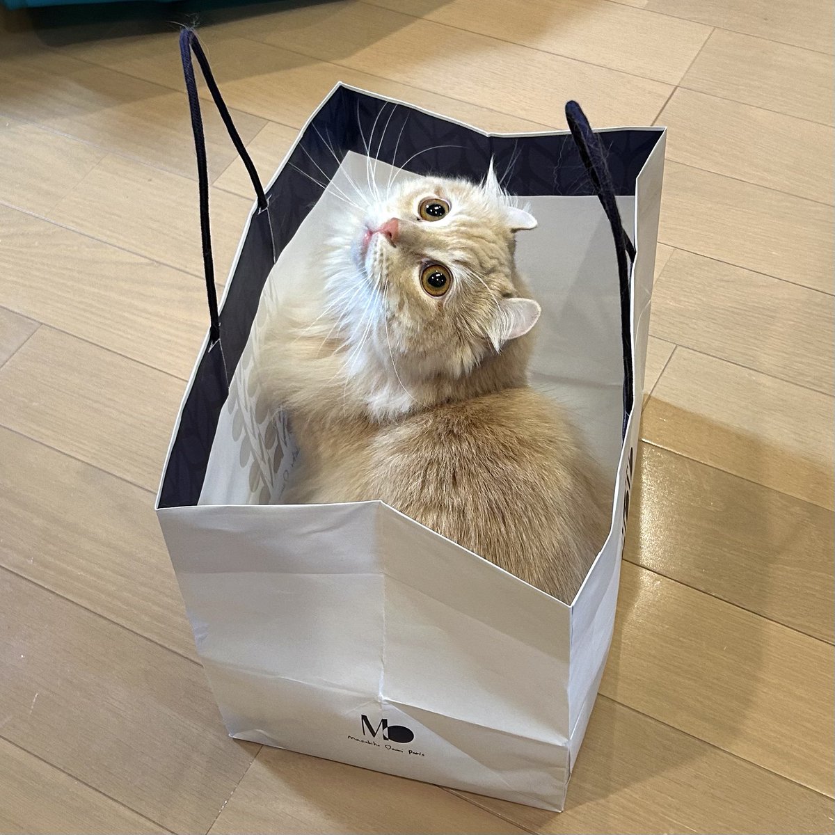 ちゃろこ🐈 tweet media