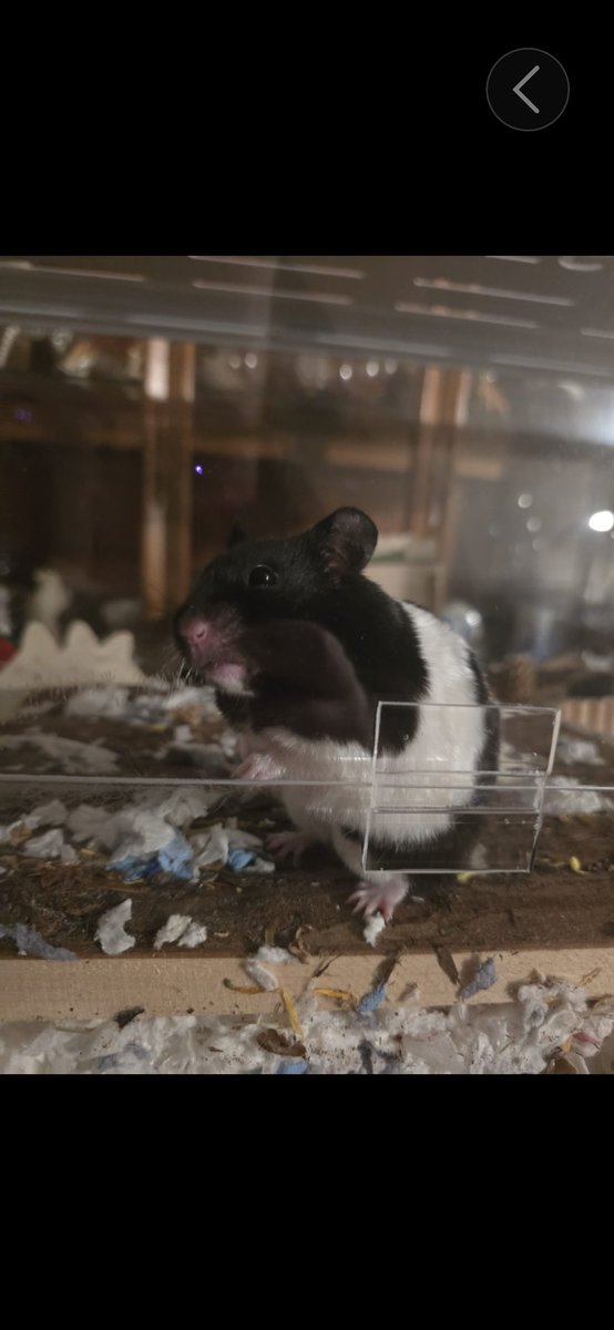SawkOnThis's tweet photo. Shadow, who knew that one so little would affect my life in such a big way. Thank you for the couple of years we got to spend with you. Rest easy, beautiful, burrow until your heart is content https://t.co/oYPGRBQwv6