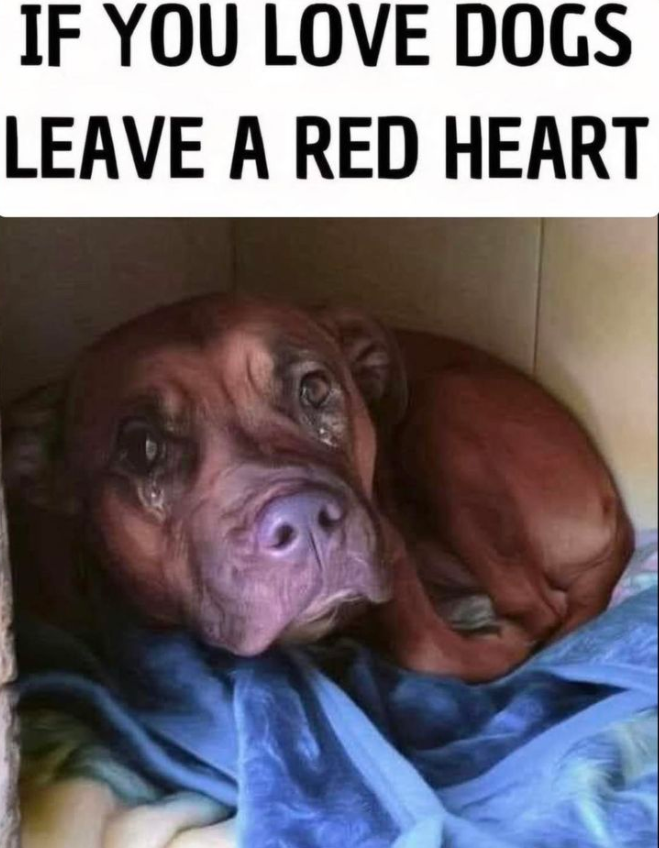 Best in Dogs tweet media