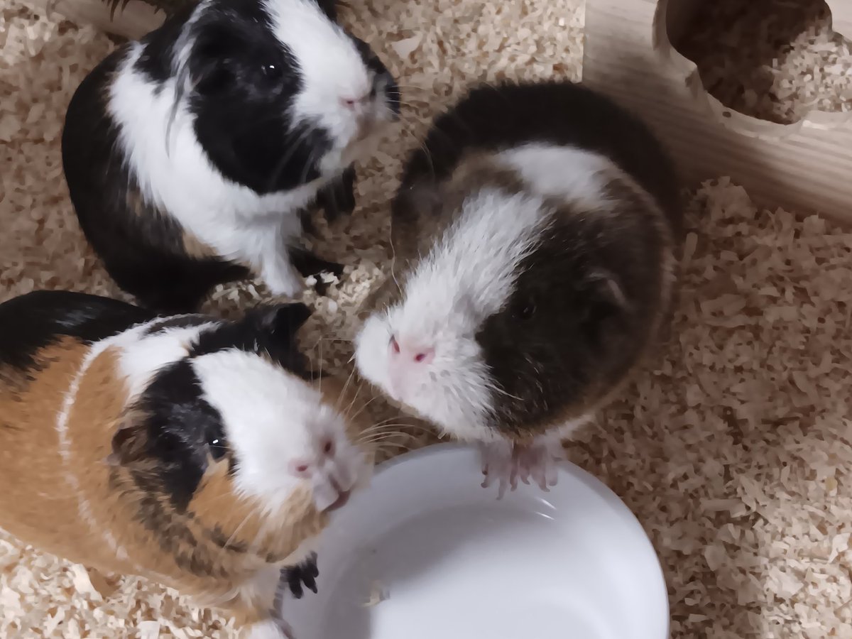 Schweinchenliebe tweet media