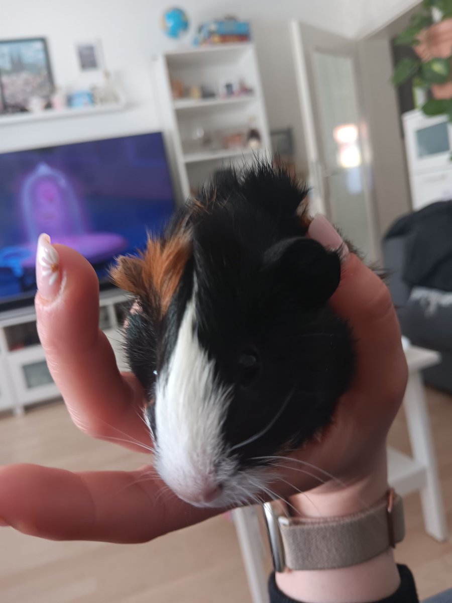 Schweinchenliebe tweet media