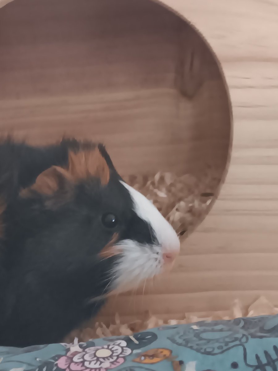 Schweinchenliebe tweet media