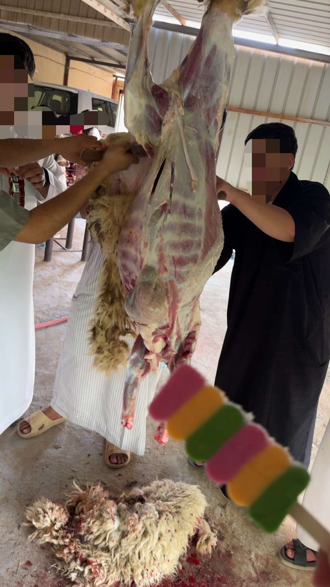 iclo78's tweet photo. 🐑🔪 https://t.co/0bAya0u7LI