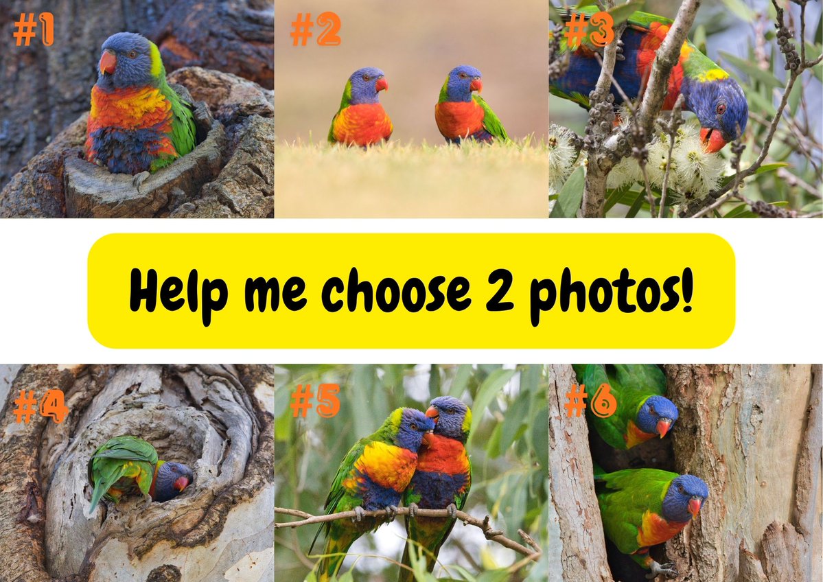 Jurassic Parrot tweet media