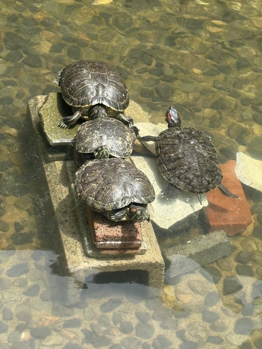 3232mz's tweet photo. 一息つこうと公園散歩したら、すごーく気持ち良さそうに日向ぼっこしてる亀おった…🐢

顎乗せカワヨ(  ˊ꒳ˋ ) ˊ꒳ˋ ) ˊ꒳ˋ ) ᐝ

4匹目、入りたがってたけどスペースないから悲しそうに去っていった。。 https://t.co/S6FkYtPGVO