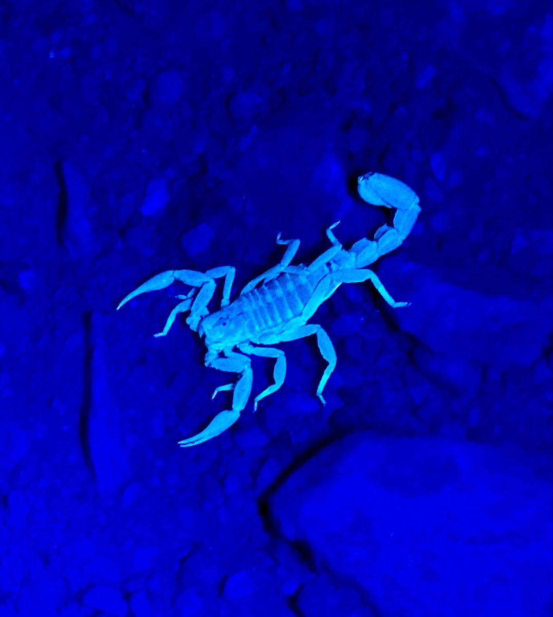 FloppingGroper's tweet photo. Most don’t see danger until it glows. https://t.co/6ODpKtVuGY