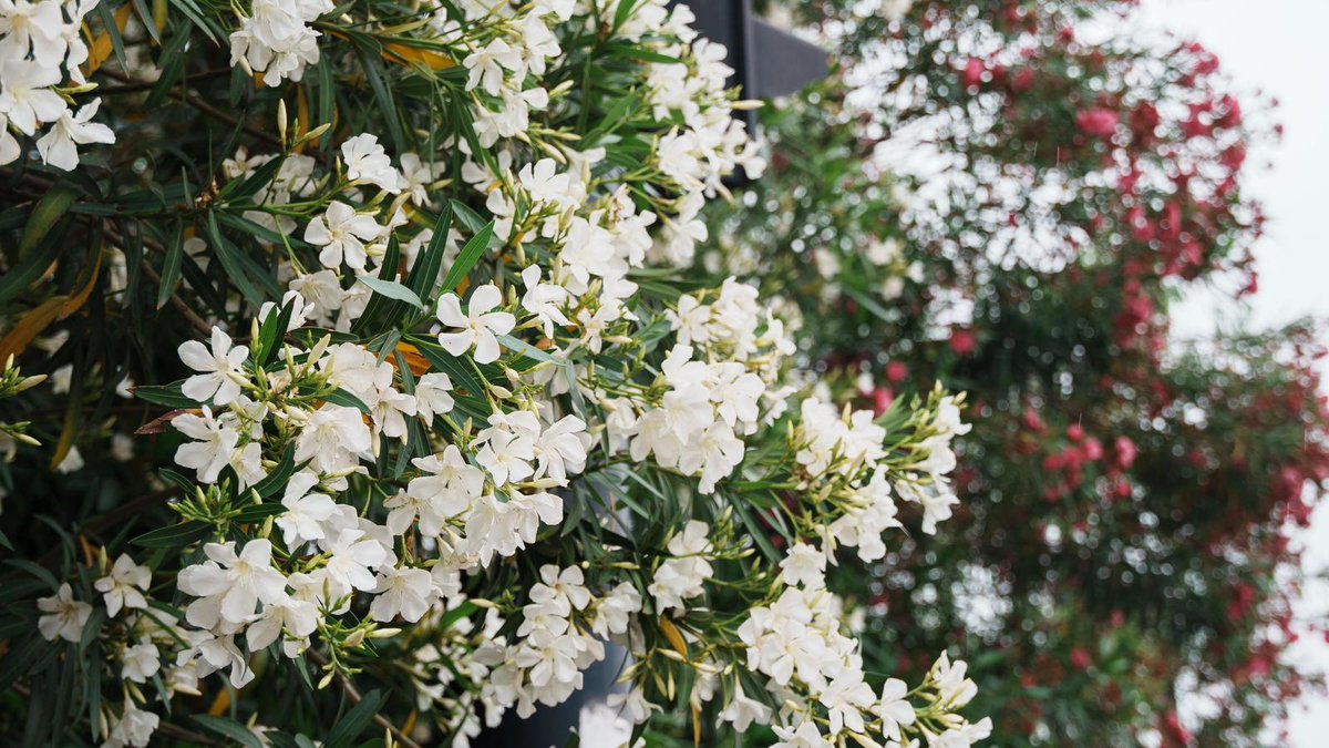 QiantangVision's tweet photo. 🌸Red and white oleanders are bursting into bloom in Qiantang, weaving a vibrant tapestry of colors and brightening the day of every passerby. https://t.co/fEf7oITw42