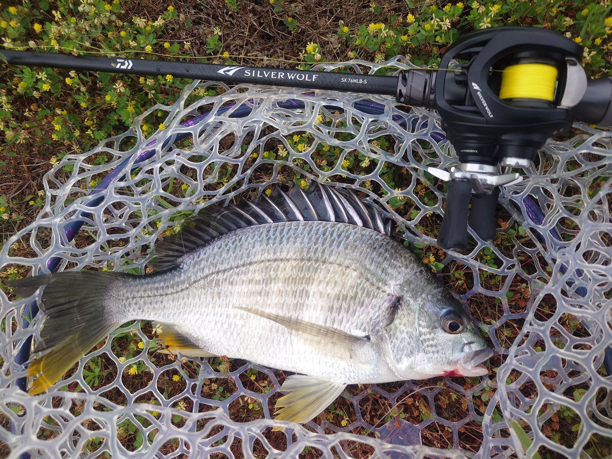 Katoh_7's tweet photo. シルバーウルフSX76入魂
メガトップRの張りがありながらも食い込み具合が絶妙。ほんとにいい
A-PEN68はよく飛んで動かしやすいしフッキング性能もよかった

トップで3
ボトムでまさかのキビレ2
キビレ増えてる⁉️

1~3匹目
京都府
A-PEN68
#2026DETA https://t.co/9yL4LKyFK3