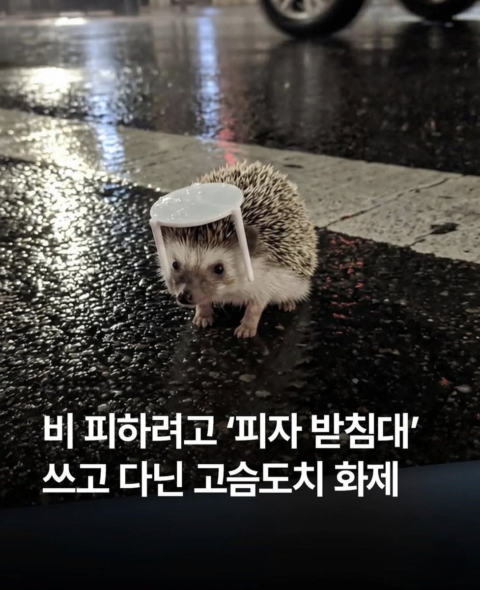 해피엔젤 tweet media