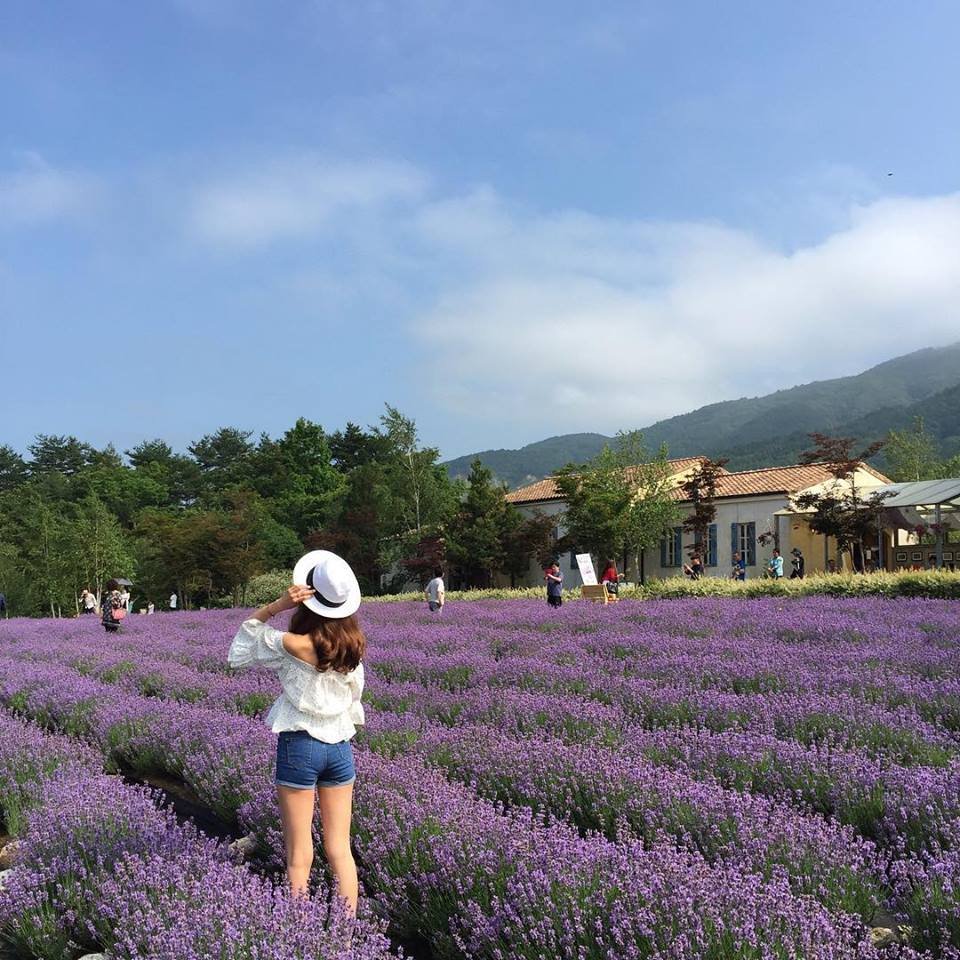 wolgotri's tweet photo. [Travel] Come create unforgettable memories with your loved ones amidst the breathtaking nature of Goseong, Gangwon-do, painted in shades of purple! ▶ https://t.co/fL6GiMmfwY #Lavender #LavenderFestival https://t.co/qVj1NJwI32