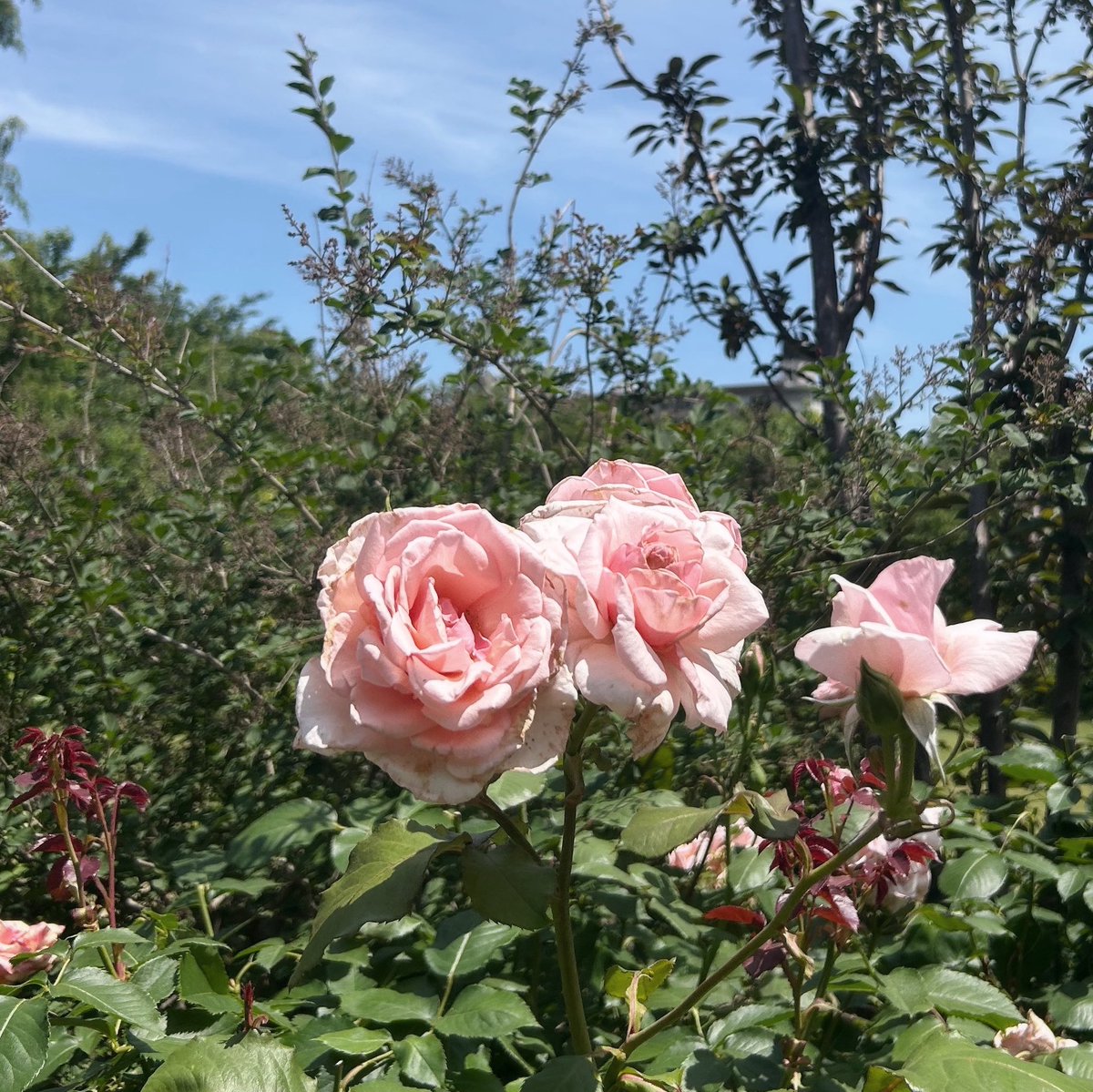 coffetimecafe's tweet photo. 今年もバラ園行ってきた〜🌹
#日常垢 https://t.co/eLIoza0enT