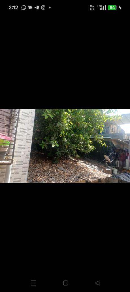 anand010179's tweet photo. आकुर्ली एकता सोसायटी 7, म्हाडा लोखंडवाला कांदिवली पूर्व मधील रूम नंबर 15 वर इंद्रप्रस्थ बिल्डिंग मधील झाडाच्या फांद्या मोठ्या प्रमाणात घरावर आलेल्या आहे पावसाळ्यात झाड तुटून जिवितहानी होण्याची शक्यता आहे कृपया फांद्यात छाटाव्यात. किशोर 9892551791 @mybmc @mybmcWardRS https://t.co/5JYc52GhK6