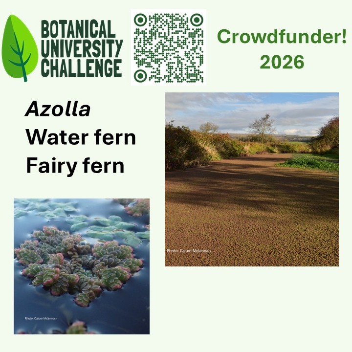 BUCBotany's tweet photo. Azolla, fern that lives on water. Individual plants look lovely, but can spread to cover lakes, canals and so block light from other plants. #BUC2026 https://t.co/8kVjPUnYYb