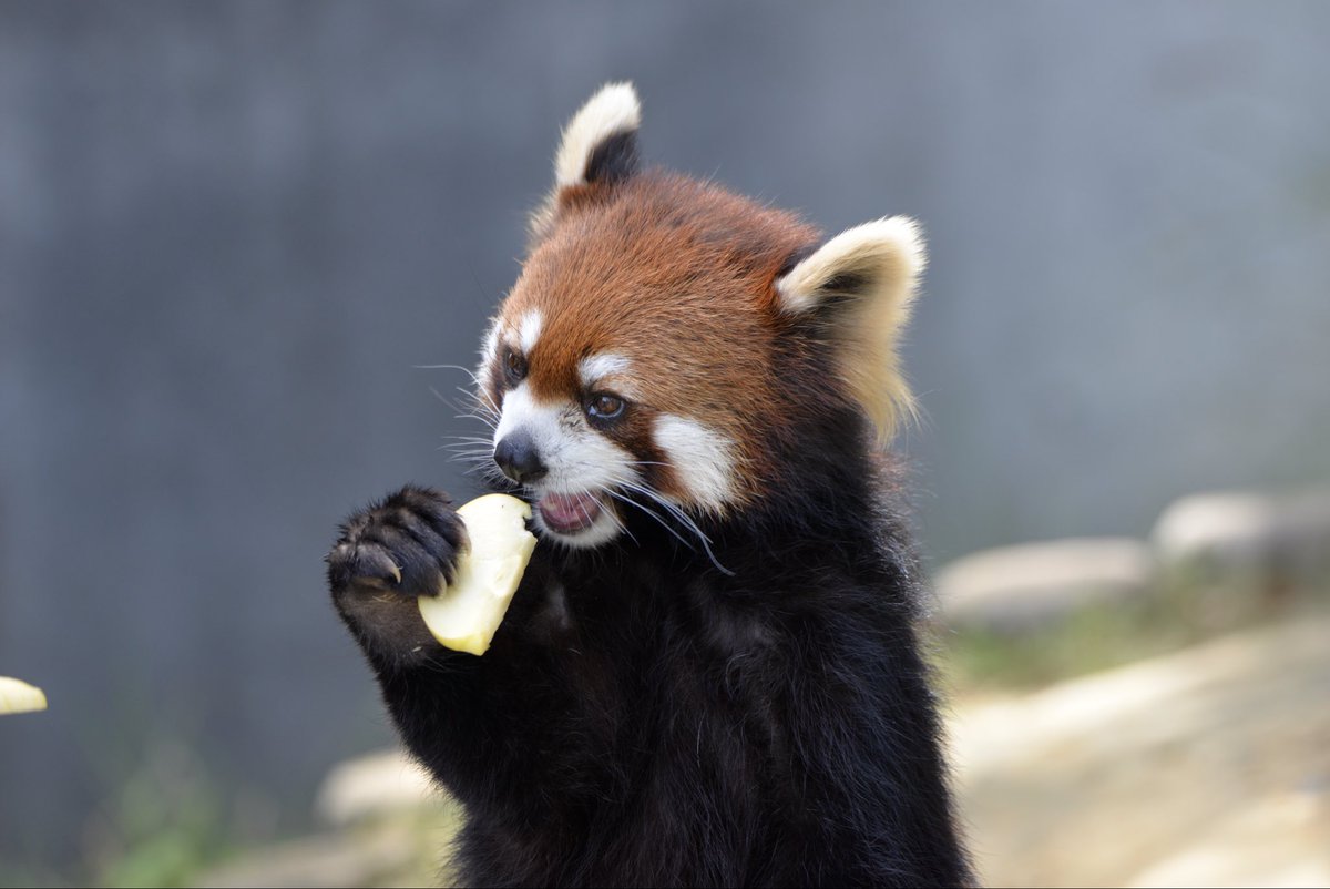 panda_logs's tweet photo. そこにあるりんごはアケビちゃんのじゃないのよ！笑

必死に頑張ってたのかわいかったけどね

#鯖江市西山動物園 
#レッサーパンダ 
#アケビ　ちゃん https://t.co/QU1FtSmQum